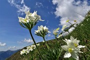 04 Anemone narcissino (Anemone narcissiflora) salendo ai Laghetti di Ponteranica